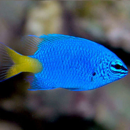 Yellowtail Damselfish - Violet Sea Fish and Coral