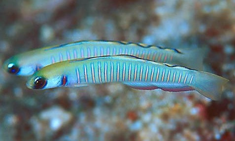 Zebra Barred Dartfish - Violet Aquarium