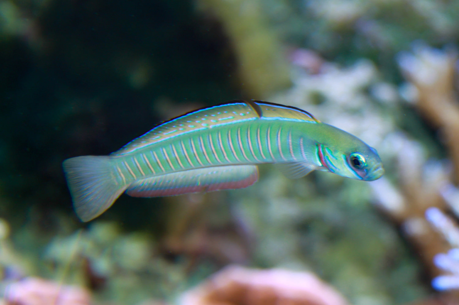 Zebra Barred Dartfish Violet Aquarium